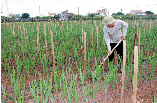 Chăm sóc hoa dơn vụ Tết tại xã Mỹ Tân. (Ảnh: Nguyễn Lành/TTXVN) ttxvn-lang-hoa-lon-nhat-nam-dinh-chuan-bi-vu-tet1-2959.jpg
