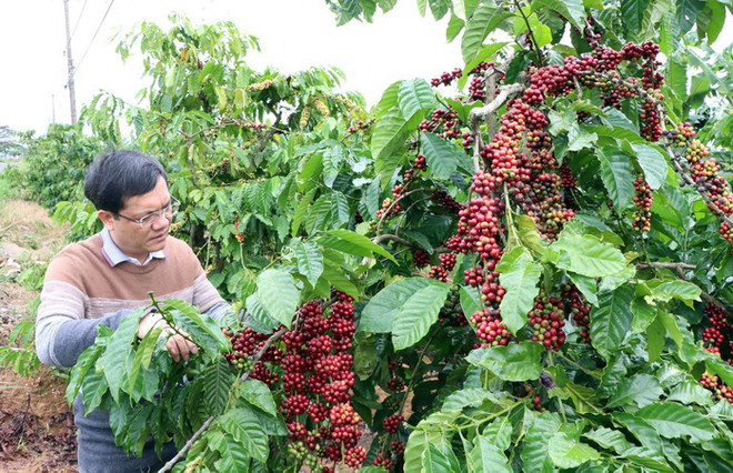 Càphê là một trong những mặt hàng xuất khẩu chính của Việt Nam sang Cuba. (Ảnh: Hoàng Cao Nguyên/TTXVN) Thương mại Việt Nam và Cuba: Nhiều dư địa tăng trưởng ảnh 2