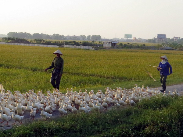Nam Định chính thức công bố có dịch cúm gia cầm H5N6 ảnh 1