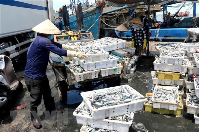 Hải sản tại cảng cá. (Ảnh: Nguyễn Thanh/TTXVN) Quảng Ngãi hỗ trợ người dân tiêu thụ gần 300 tấn hải sản tồn đọng ảnh 1