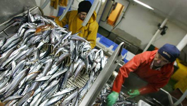 Châu Âu quy định giảm sản lượng đánh bắt cá biển ảnh 1