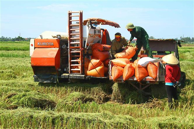 Kết nối doanh nghiệp với nông dân để giảm giá thành sản xuất lúa ảnh 2