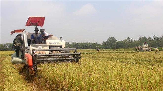 Kết nối doanh nghiệp với nông dân để giảm giá thành sản xuất lúa ảnh 1