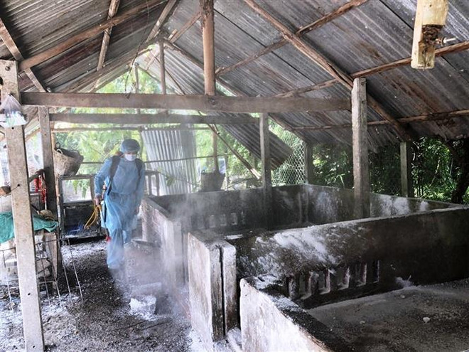 Dịch tả lợn châu Phi vẫn tiếp tục diễn biến phức tạp ảnh 2