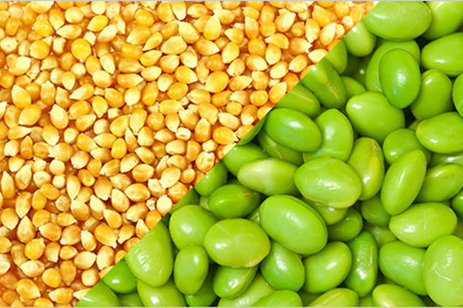 Lệnh cấm nhập khẩu đậu nành, ngô từ Mỹ vào Nga có hiệu lực ảnh 1