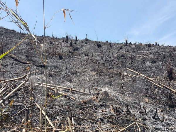 Đình chỉ 4 cán bộ kiểm lâm ngang nhiên hủy hoại rừng tại Đắk Nông ảnh 1