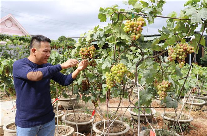 Cây nho kiểng Ninh Thuận thu hút khách dịp Tết Nguyên đán ảnh 1