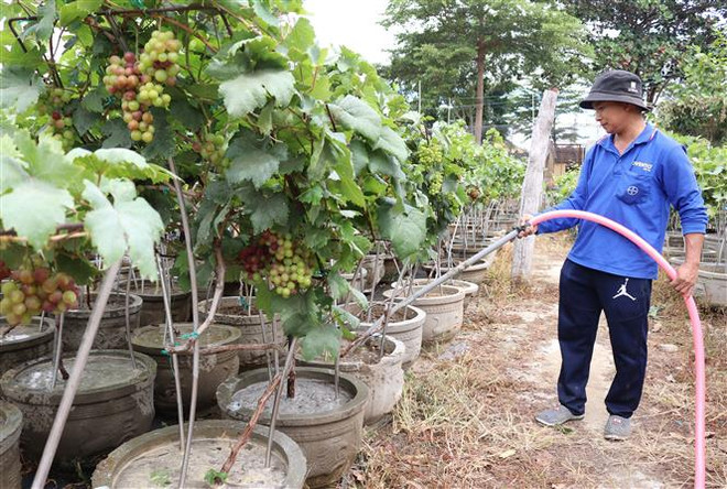 Cây nho kiểng Ninh Thuận thu hút khách dịp Tết Nguyên đán ảnh 2