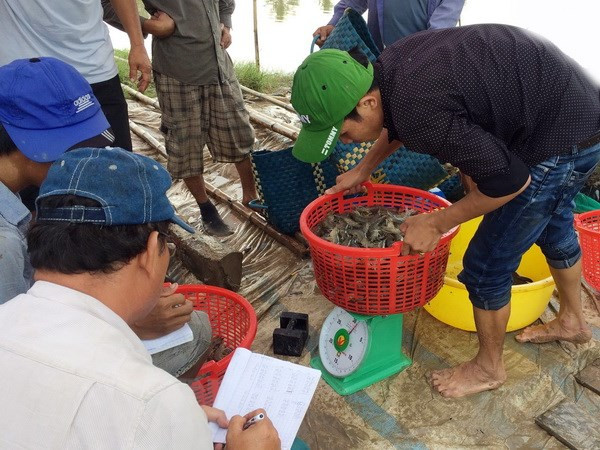 Ứng dụng công nghệ xây dựng vùng nguyên liệu tôm chất lượng cao ảnh 1