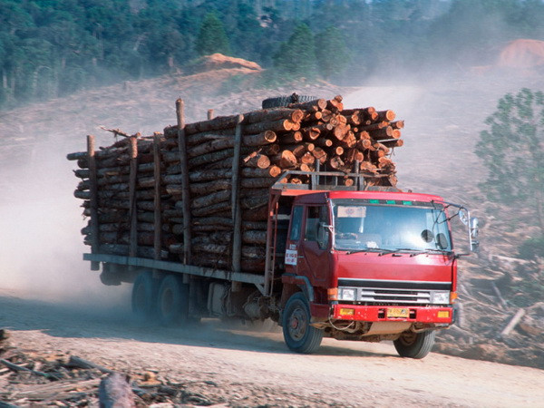 Trung Quốc đầu tư 2,66 tỷ USD xây nhà máy bột gỗ ở Malaysia ảnh 1