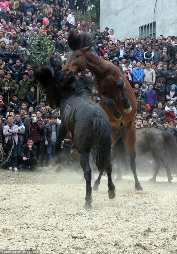 Lễ đấu ngựa mừng Năm mới của người dân tộc thiểu số ở Trung Quốc ảnh 6