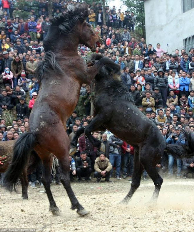 Lễ đấu ngựa mừng Năm mới của người dân tộc thiểu số ở Trung Quốc ảnh 5