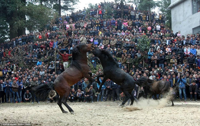 Lễ đấu ngựa mừng Năm mới của người dân tộc thiểu số ở Trung Quốc ảnh 1