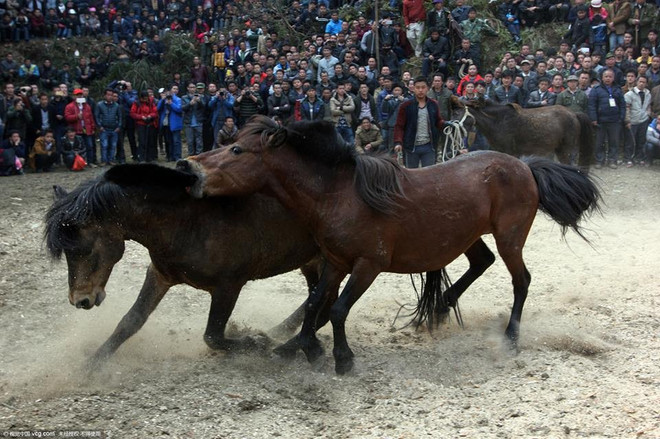 Lễ đấu ngựa mừng Năm mới của người dân tộc thiểu số ở Trung Quốc ảnh 4