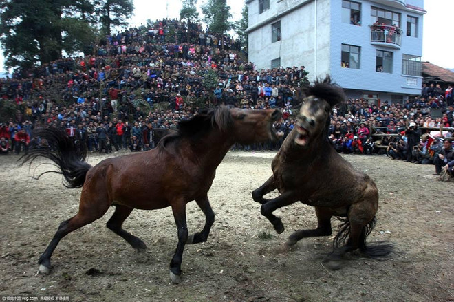 Lễ đấu ngựa mừng Năm mới của người dân tộc thiểu số ở Trung Quốc ảnh 3