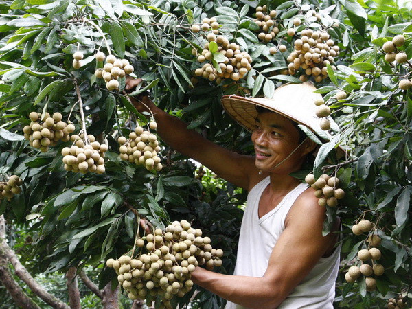 Năm nay sẽ đưa nhãn lồng của Hưng Yên vào thị trường Mỹ ảnh 1