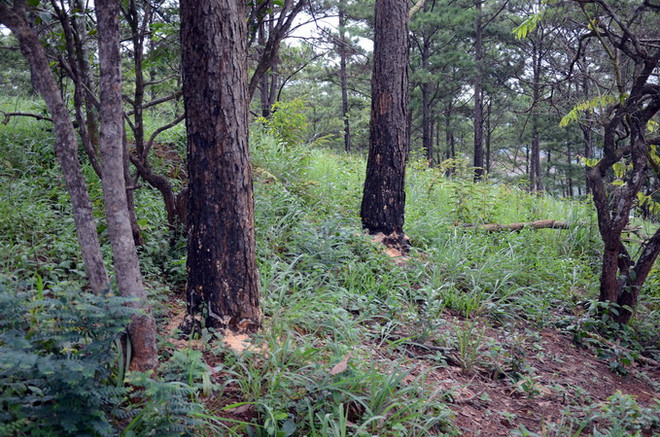 Đắk Nông: Rừng thông phòng hộ cảnh quan Quốc lộ 14 bị triệt phá ảnh 1