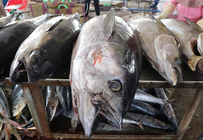 Cá ngừ đóng hộp của Việt Nam được ưa chuộng tại Pháp ảnh 1