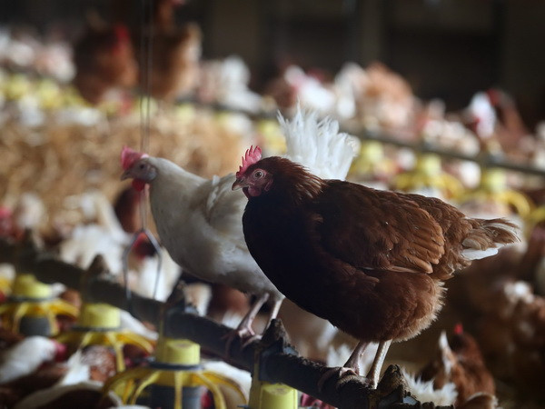 Trung Quốc xác nhận thêm một trường hợp nhiễm virus cúm H7N9 ảnh 1