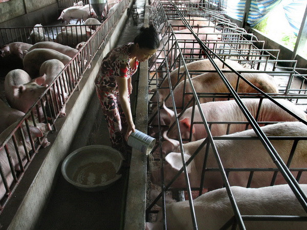 Tiền Giang ứng dụng tiến bộ khoa học công nghệ vào chăn nuôi ảnh 1