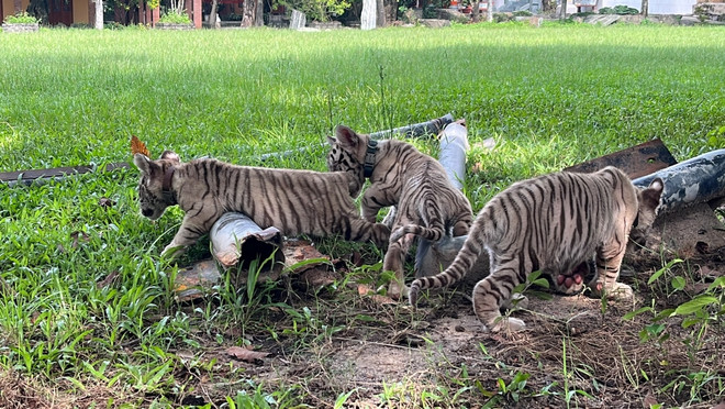 Đồng Nai: 7 hổ con ra đời tại Khu du lịch Sinh thái Vườn Xoài ảnh 1