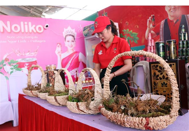 Kon Tum tổ chức Phiên chợ Sâm Ngọc Linh, đưa Quốc bảo đến người dùng ảnh 3