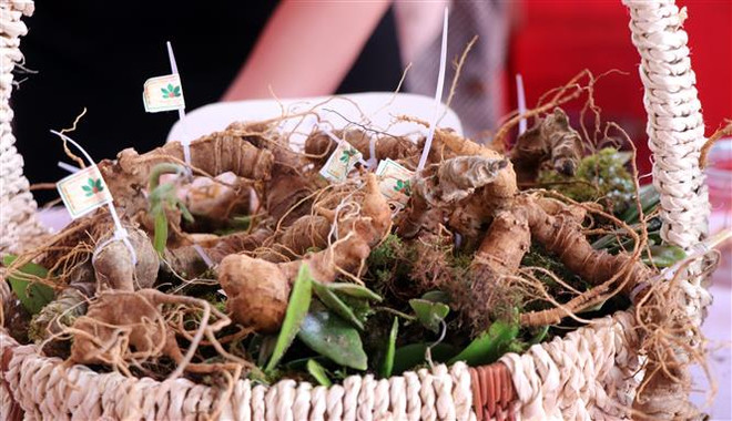 Kon Tum tổ chức Phiên chợ Sâm Ngọc Linh, đưa Quốc bảo đến người dùng ảnh 1
