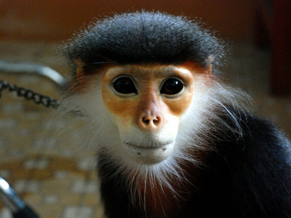 Phát hành bộ tem đặc biệt về các loài thú linh trưởng Việt Nam ảnh 1