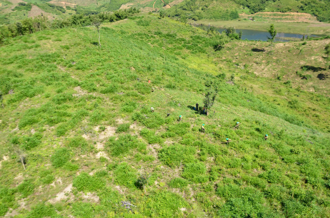 Phê duyệt Chương trình phát triển lâm nghiệp bền vững 2021-2025 ảnh 1