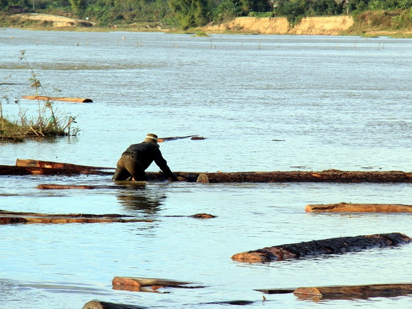 Phát hiện và thu giữ hàng chục phách gỗ lậu trên sông Thu Bồn ảnh 1