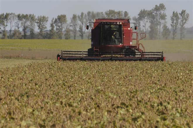 FAO: Chỉ số giá lương thực thế giới tăng 5% trong tháng 9 ảnh 1