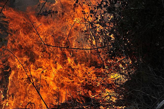 25.000 người bỏ nhà cửa do cháy rừng, Syria ban bố tình trạng thảm họa ảnh 1