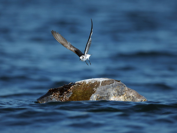 Phát hiện hàng trăm xác rùa biển ở ngoài khơi El Salvador ảnh 1