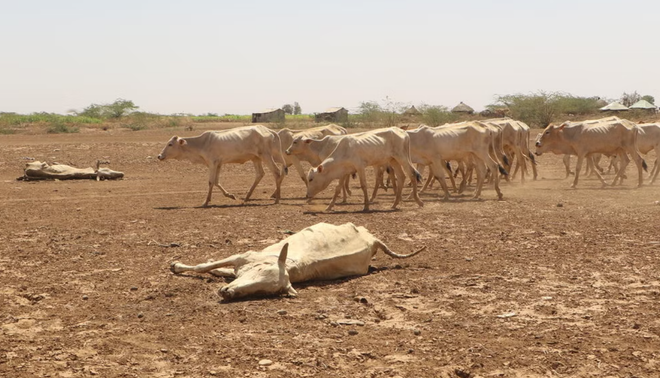 Nạn đói khiến khỉ ào xuống tấn công trẻ em ở Ethiopia ảnh 2