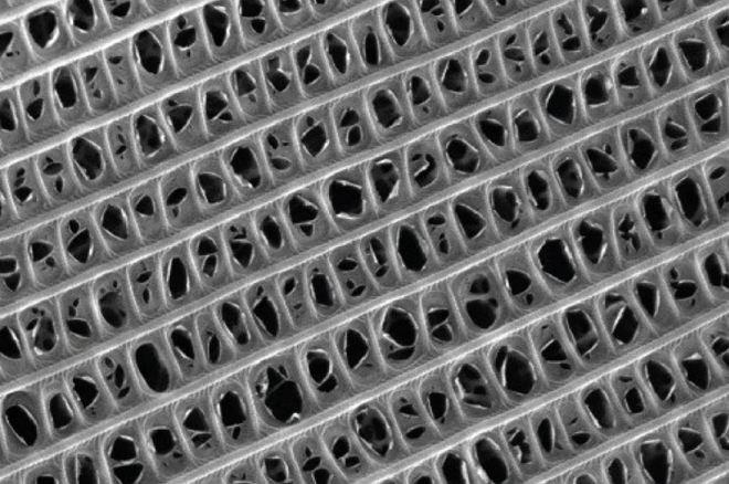 Vảy trên cánh bướm tạo cảm hứng cho một thế hệ vật liệu cách âm mới ảnh 1