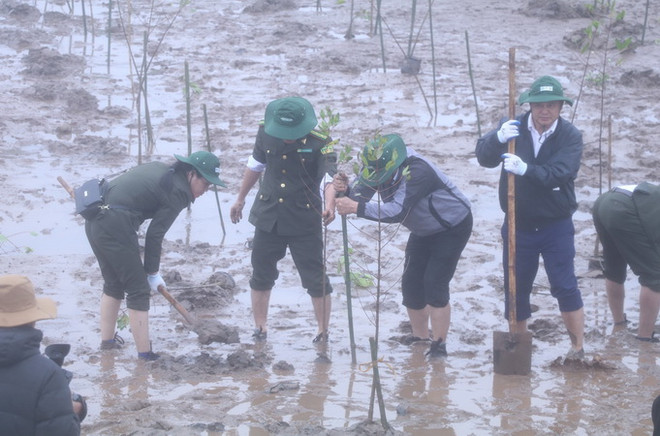 Phục hồi và quản lý bền vững rừng ngập mặn vùng Đồng bằng sông Hồng ảnh 1
