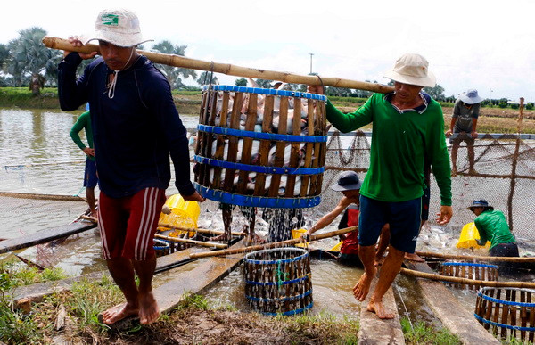 Vượt rào cản thương mại, cá tra Việt Nam vẫn 'bơi' ra thế giới ảnh 2