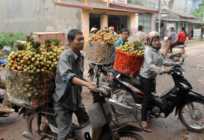 Vải sớm được mùa và được giá, nông dân Bắc Giang rất phấn khởi ảnh 1