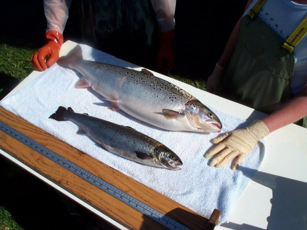 Thực phẩm biến đổi gen không dễ chinh phục người tiêu dùng ảnh 1