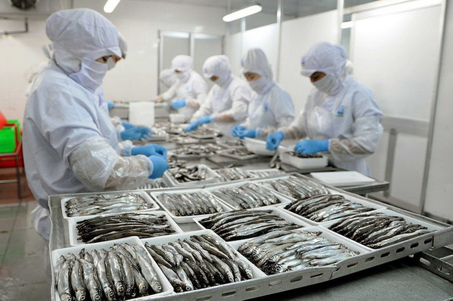 Dây chuyền sản xuất thủy hải sản đông lạnh tại nhà máy của Công ty Cổ Phần Sài Gòn Food (TP Hồ Chí Minh) chuyên sản xuất và kinh doanh thủy hải sản đông lạnh, thực phẩm chế biến ăn liền cung cấp cho thị trường nội địa và xuất khẩu. (Ảnh: An Hiếu/TTXVN) TP.HCM: Đa dạng hoạt động chăm lo Tết Nhâm Dần cho người lao động ảnh 3