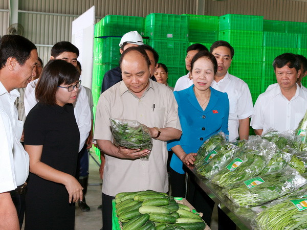 Thủ tướng thăm Dự án nông nghiệp công nghệ cao VinEco Hải Phòng ảnh 1