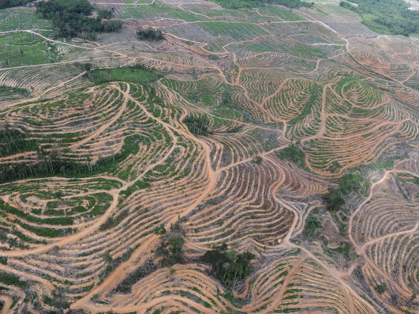 Báo động tình trạng ngân hàng “tiếp tay” cho nạn phá rừng ảnh 1