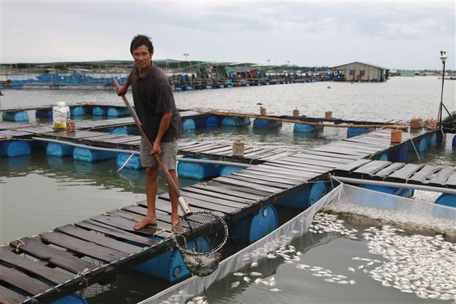 Bà Rịa-Vũng Tàu: Đã xác định được nguyên nhân cá chết hàng loạt ảnh 2