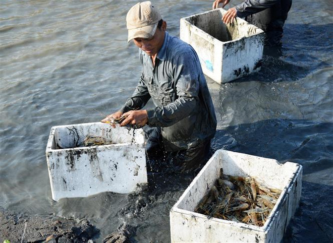 Tôm rớt giá, nhiều khả năng nhà nông ''treo ao'' vụ nuôi mới ảnh 1