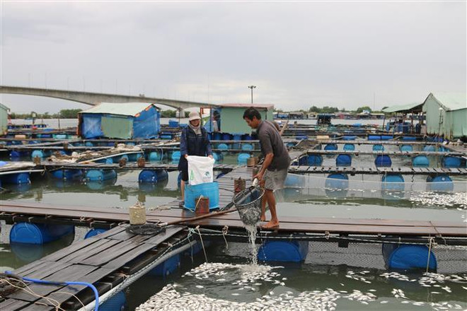 Bà Rịa-Vũng Tàu: Đã xác định được nguyên nhân cá chết hàng loạt ảnh 1