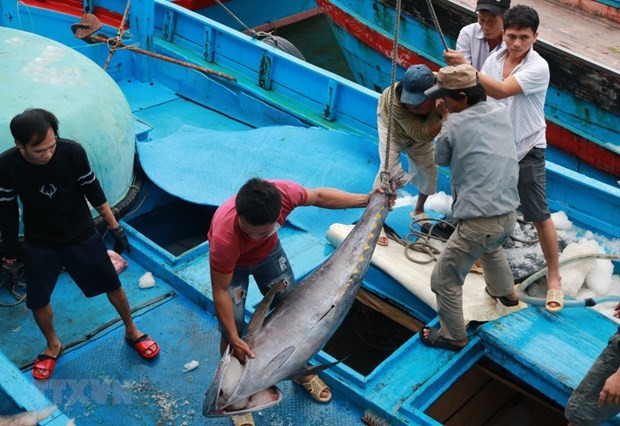 Ngư dân phân loại cá ngừ đại dương khi tàu vừa cập cảng Hòn Rớ, thành phố Nha Trang, tỉnh Khánh Hòa. (Ảnh: Nguyễn Dũng/TTXVN) Thẻ vàng: Giải pháp nào siết chặt kiểm tra, giám sát tàu cá hiệu quả? ảnh 3
