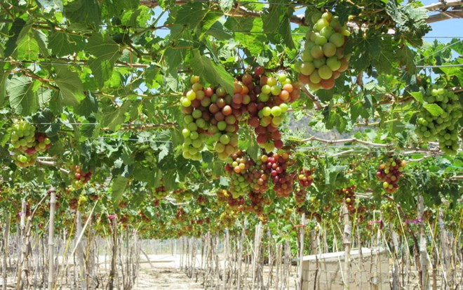 Quyết định không tổ chức Lễ hội Nho và Vang Ninh Thuận năm 2018 ảnh 1