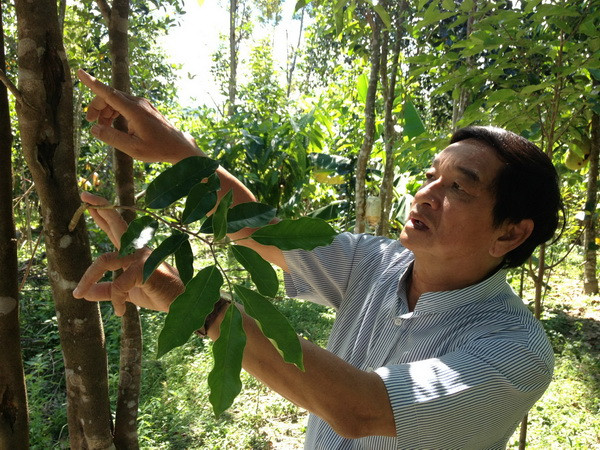 Lão kỹ sư từ quan lên núi trồng dó bầu tạo trầm hương ảnh 1