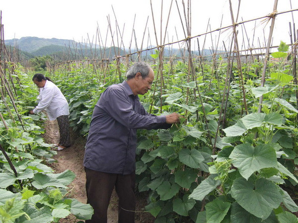 Tạo cơ chế thu hút đầu tư sản xuất nông nghiệp quy mô lớn ảnh 1