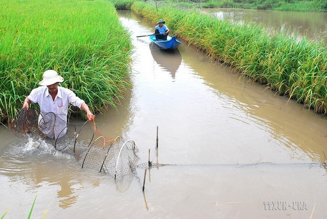 Nuôi tôm dưới ruộng lúa theo mô hình sản xuất lúa-tôm ở huyện Hồng Dân, tỉnh Bạc Liêu. (Ảnh: Huỳnh Sử/TTXVN) Phát triển kinh tế vùng ĐBSCL: Xây dựng thương hiệu lúa thơm, tôm sạch ảnh 2